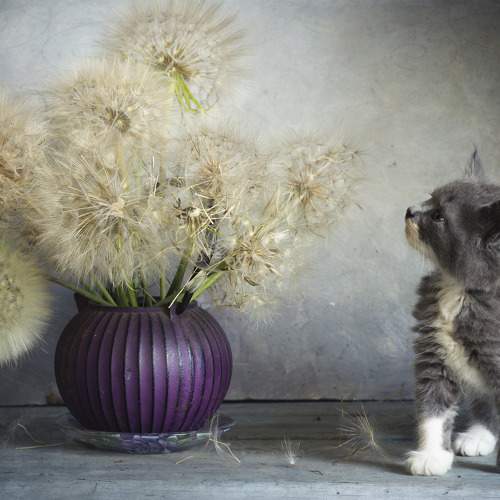 Photo #9738563