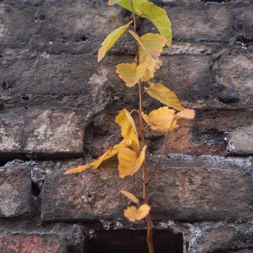 Photo #9738666