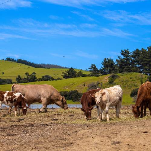 Vacas y Colinas