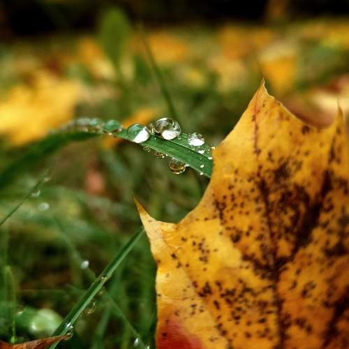 Autumn rain drops