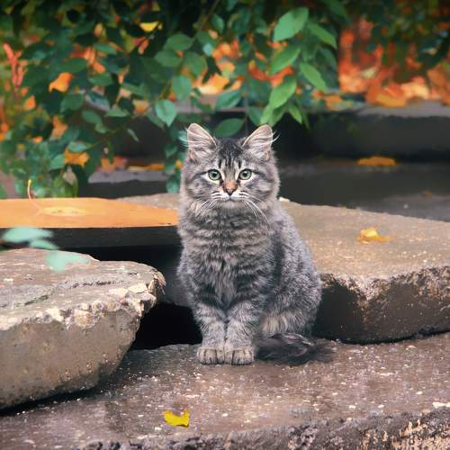 Photo #9741149
