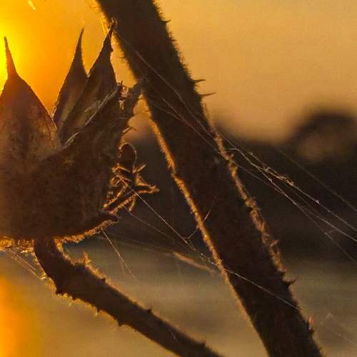 Crowns and sunsets