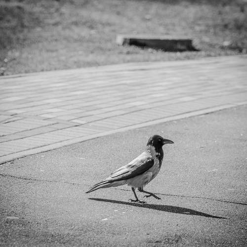 Photo #9742149