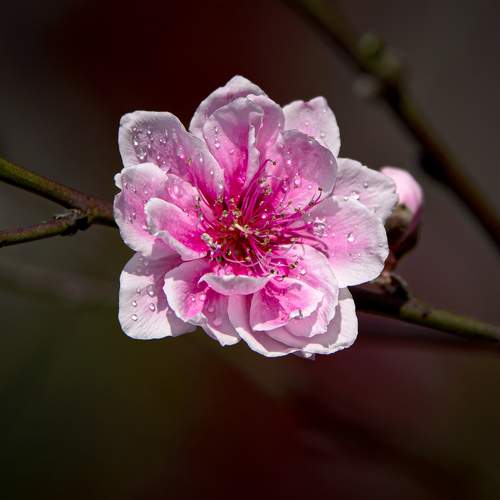 Photo #9742796