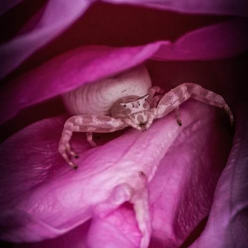 Spider in flower