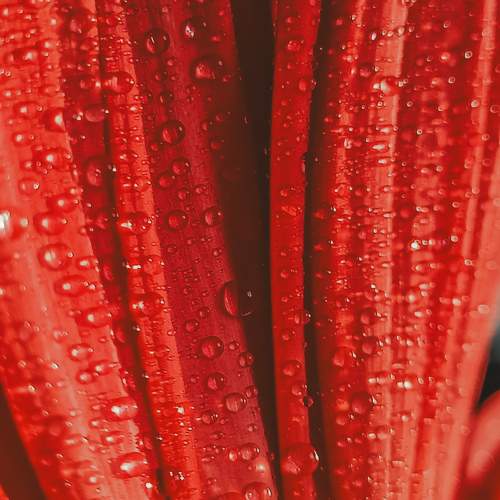 Photo #9744214