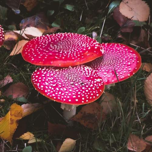 Photo #9744445