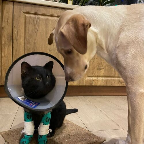 Photo #9745325