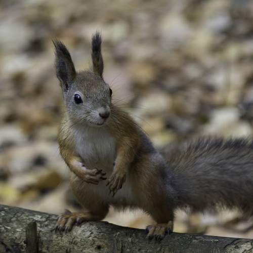Photo #9748992