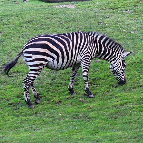 Photo #9749346