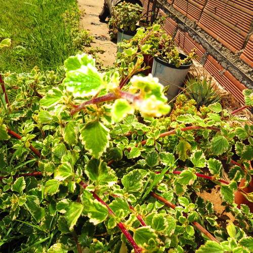 Photo #9749685
