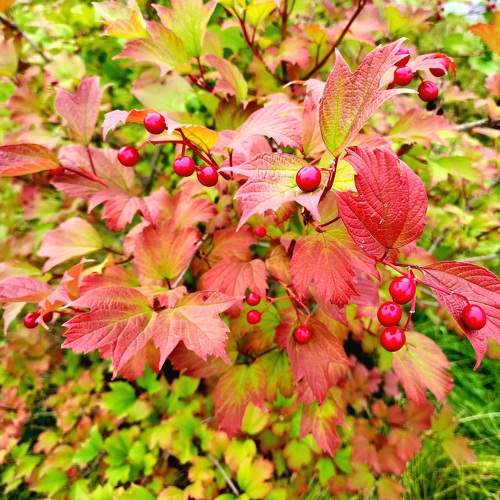 Photo #9749978