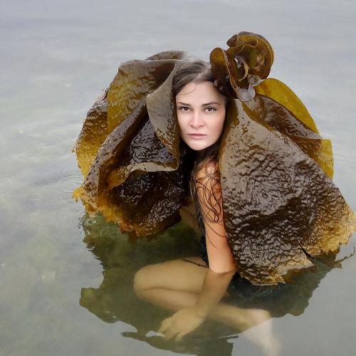 Bодоросль
