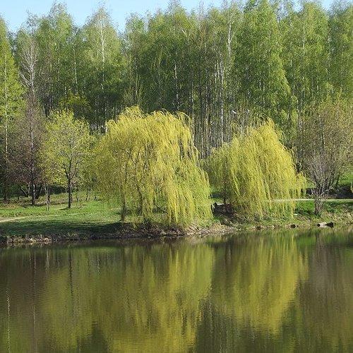 Страна березового ситца