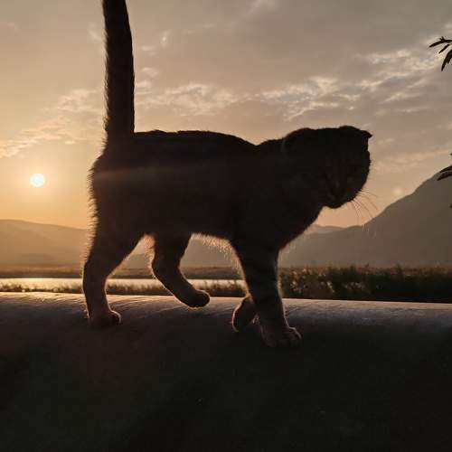 Photo #9750093