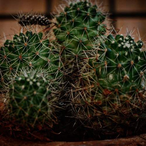 Photo #9750096
