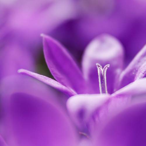 Photo #9750541