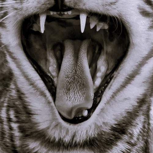 Photo #9750793
