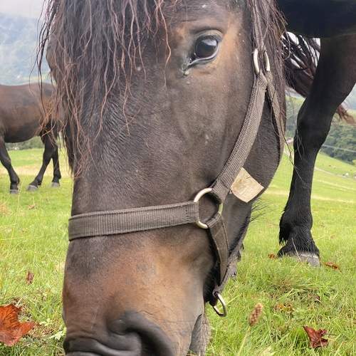 Photo #9750870