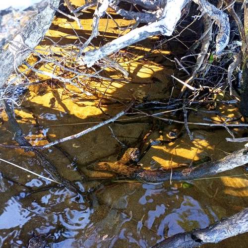 Photo #9750922