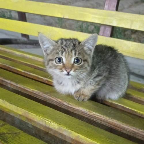 Photo #9751085