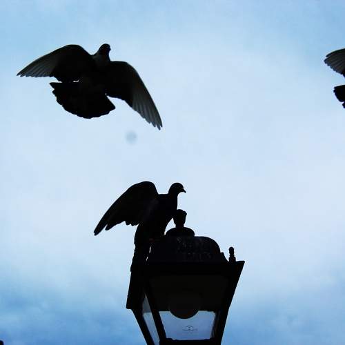 Photo #9751930