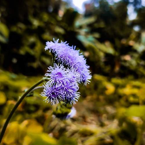 Micro  View of Ageratum