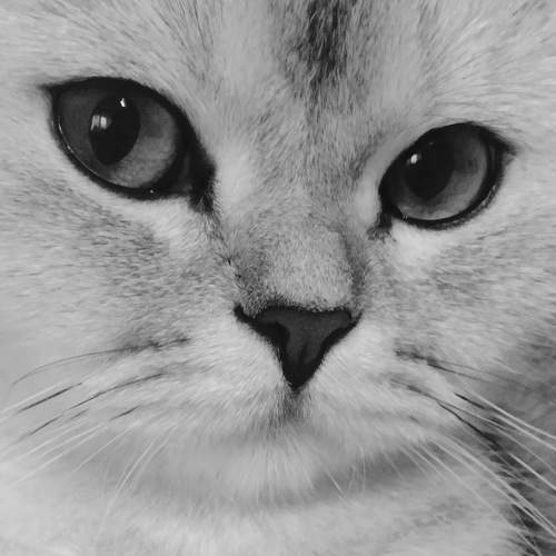 Photo #9753102