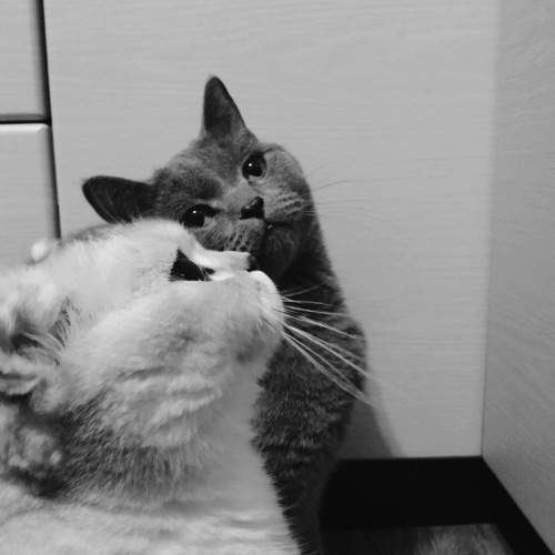 Photo #9753103