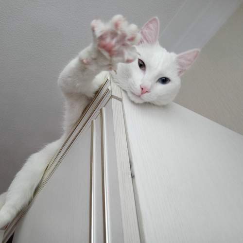Photo #9755378