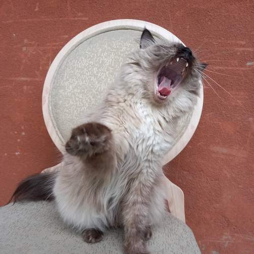 Photo #9756967