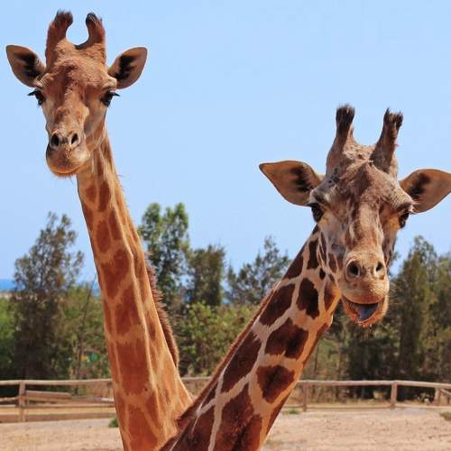 Photo #9760840