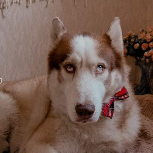 Photo #9763284