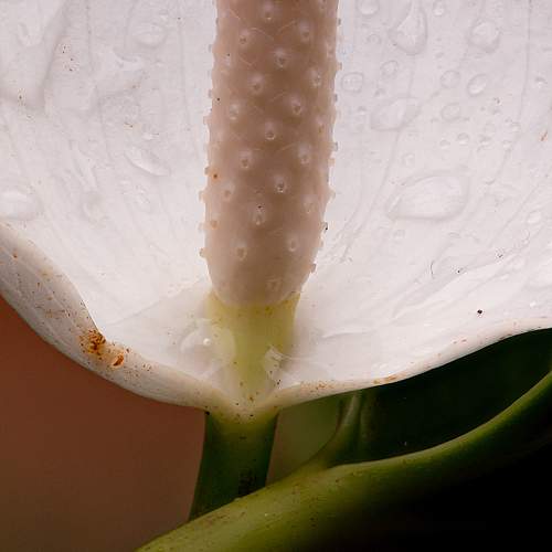 Photo #9763802