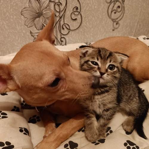 Ребенок-есть ребенок,и не важно что котенок.