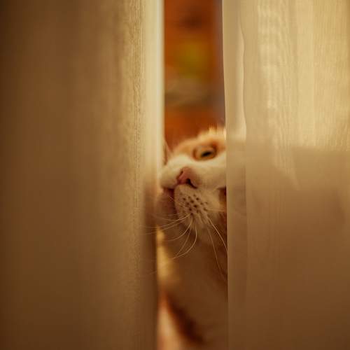 Photo #9764482