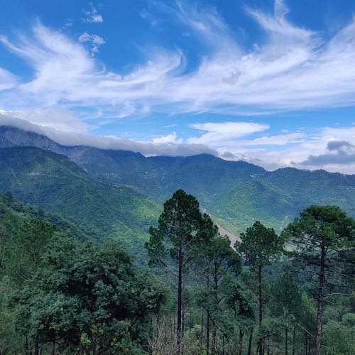 Amazing forest view at Himalayas (India)