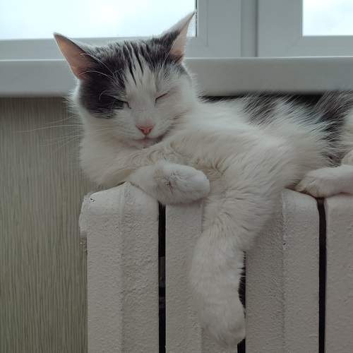 Photo #9764793