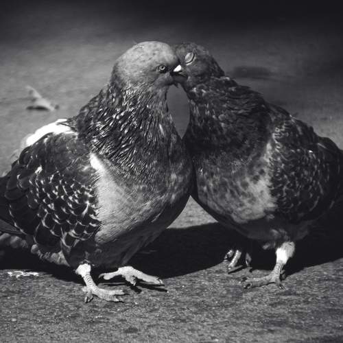 Photo #9765030