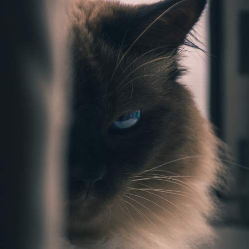 Photo #9765031