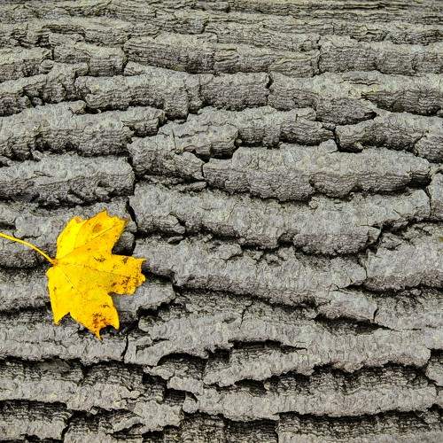 Photo #9765229