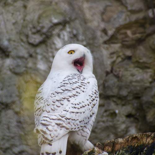 Photo #9765414