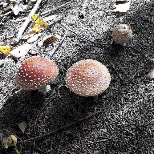 Photo #9766134