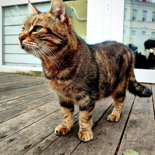 Photo #9766355