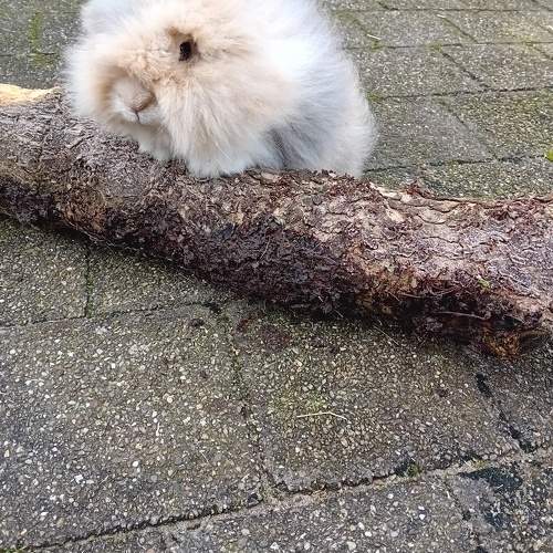 Photo #9767686