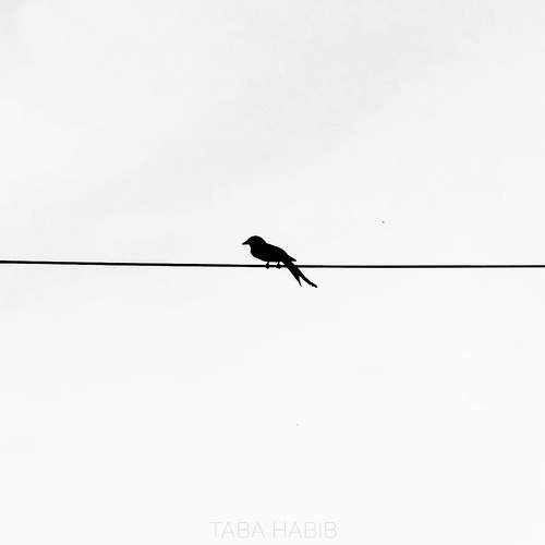 Photo #9767943