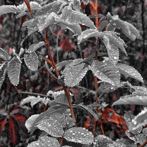 Photo #9767965