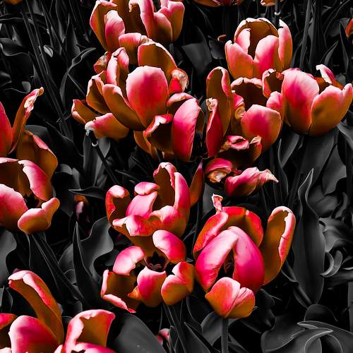 Photo #9767966
