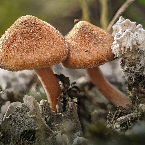 Photo #9768215