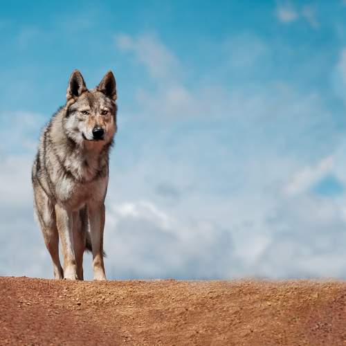 Photo #9768442